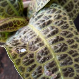 Photo of the plant species Downy Rattlesnake Plantain by @ZestCapemay37 named Osmo on Greg, the plant care app