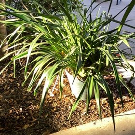 Photo of the plant species Cymbidium Orchid by @WiredHedera24 named Lebron on Greg, the plant care app
