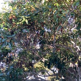 Photo of the plant species Pittosporum by @WiredHedera24 named Navajo on Greg, the plant care app