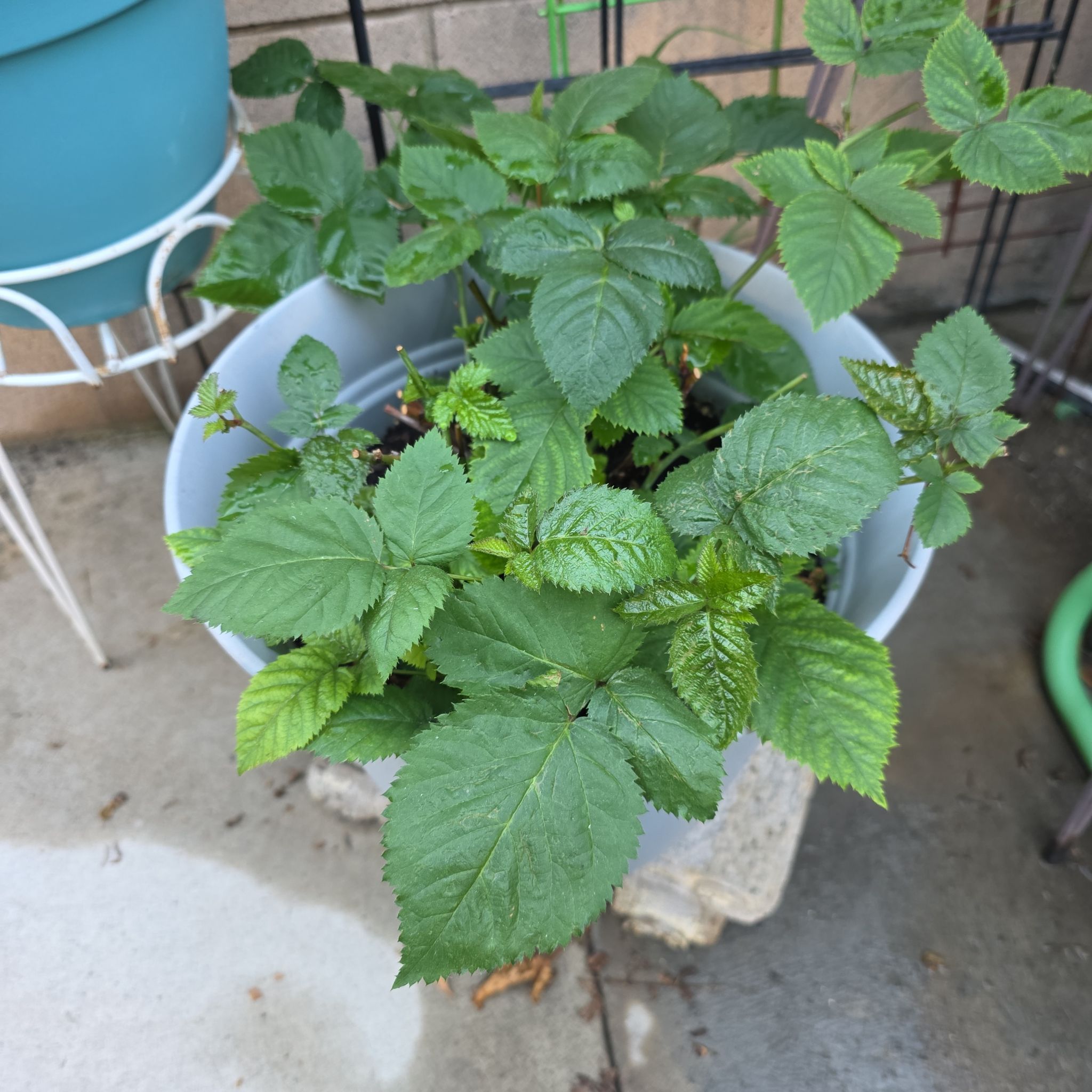 Photo of the plant species Triple Crown Blackberry by @BunnyKisses named Smart Boy on Greg, the plant care app
