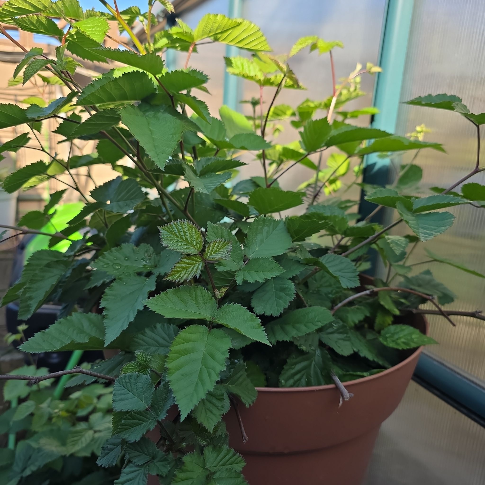 Photo of the plant species Triple Crown Blackberry by @BunnyKisses named Triple Dip on Greg, the plant care app