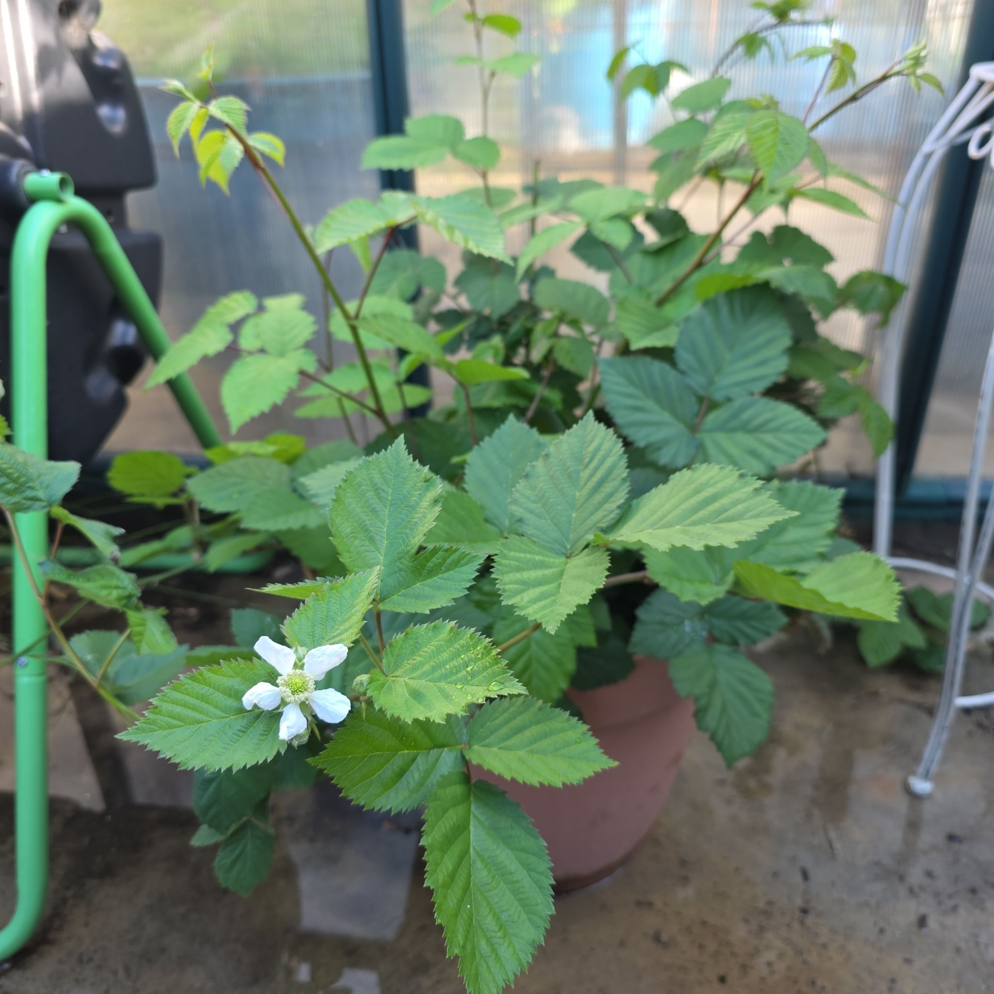 Photo of the plant species Triple Crown Blackberry by @BunnyKisses named Mochi on Greg, the plant care app