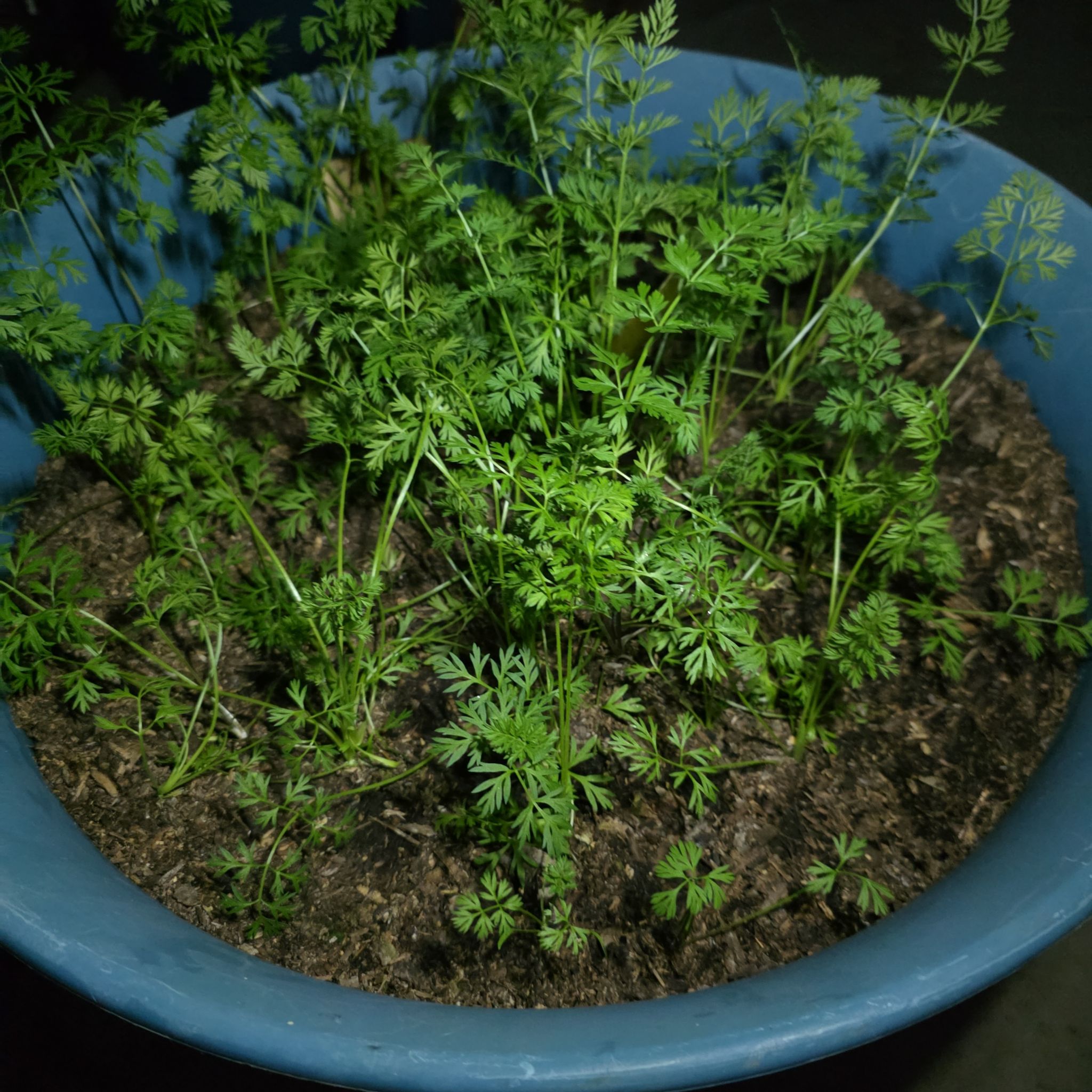 Photo of the plant species Rainbow Carrot by @BunnyKisses named Bigleef Smalls on Greg, the plant care app
