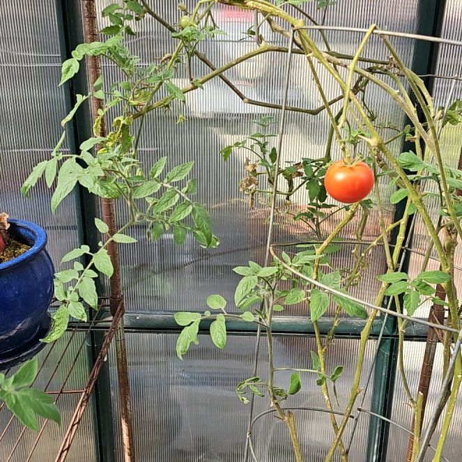 Photo of the plant species Big Beef Tomato by @BunnyKisses named Terra on Greg, the plant care app