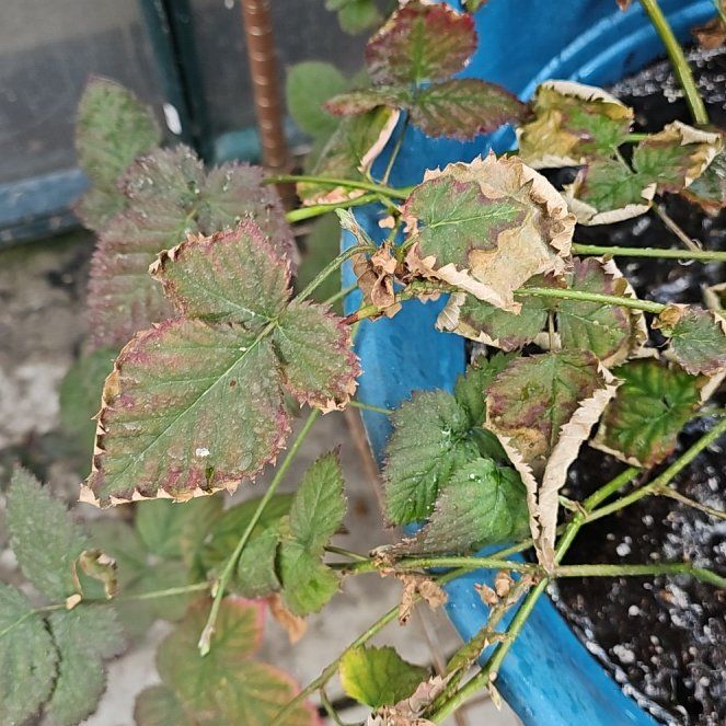 Photo of the plant species Triple Crown Blackberry by @BunnyKisses named Paul on Greg, the plant care app