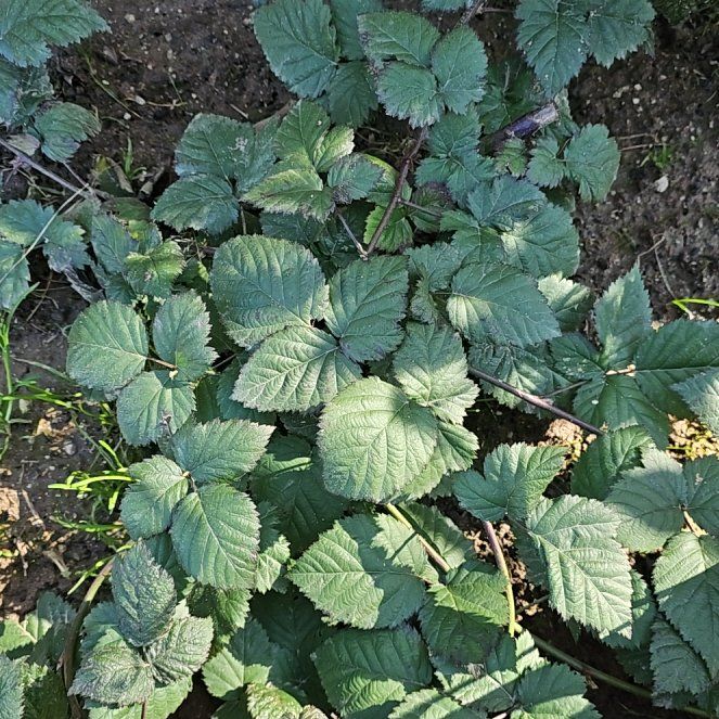 Photo of the plant species Triple Crown Blackberry by @BunnyKisses named Grounded on Greg, the plant care app
