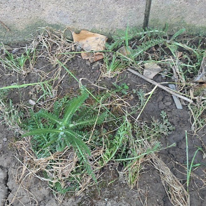 Photo of the plant species Boreal Yarrow by @BunnyKisses named Kotaro on Greg, the plant care app