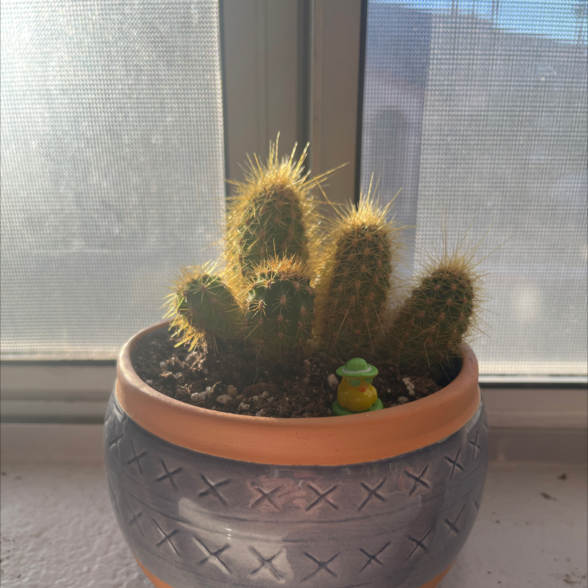 Photo of the plant species Brazilian Cactus by @SvelteDyebush83 named Oddy on Greg, the plant care app