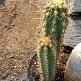 Photo of the plant species Blue Torch Cactus by @SvelteDyebush83 named Sanders on Greg, the plant care app