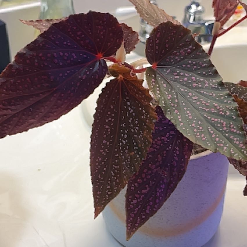 Photo of the plant species Pink mink begonia by @SvelteDyebush83 named Neon on Greg, the plant care app