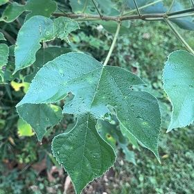 Photo of the plant species Paper Mulberry by @DearSweetbasil named Fernie Mercury on Greg, the plant care app
