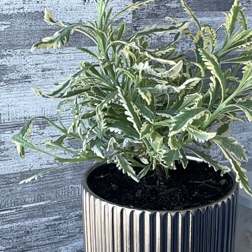 Photo of the plant species Meerlo Lavender by @GracedPunanova named Sonora on Greg, the plant care app