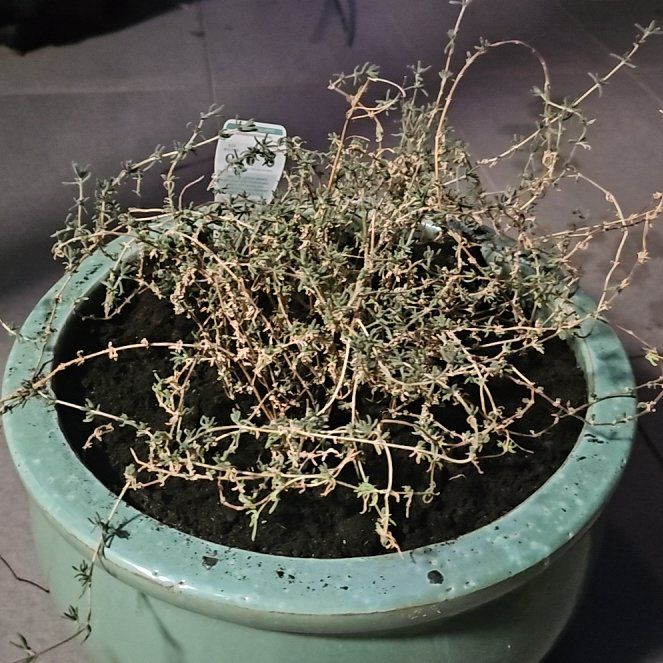 Photo of the plant species Angular Sea-Fig by @ProlificSkimmia named Taylor Swift on Greg, the plant care app