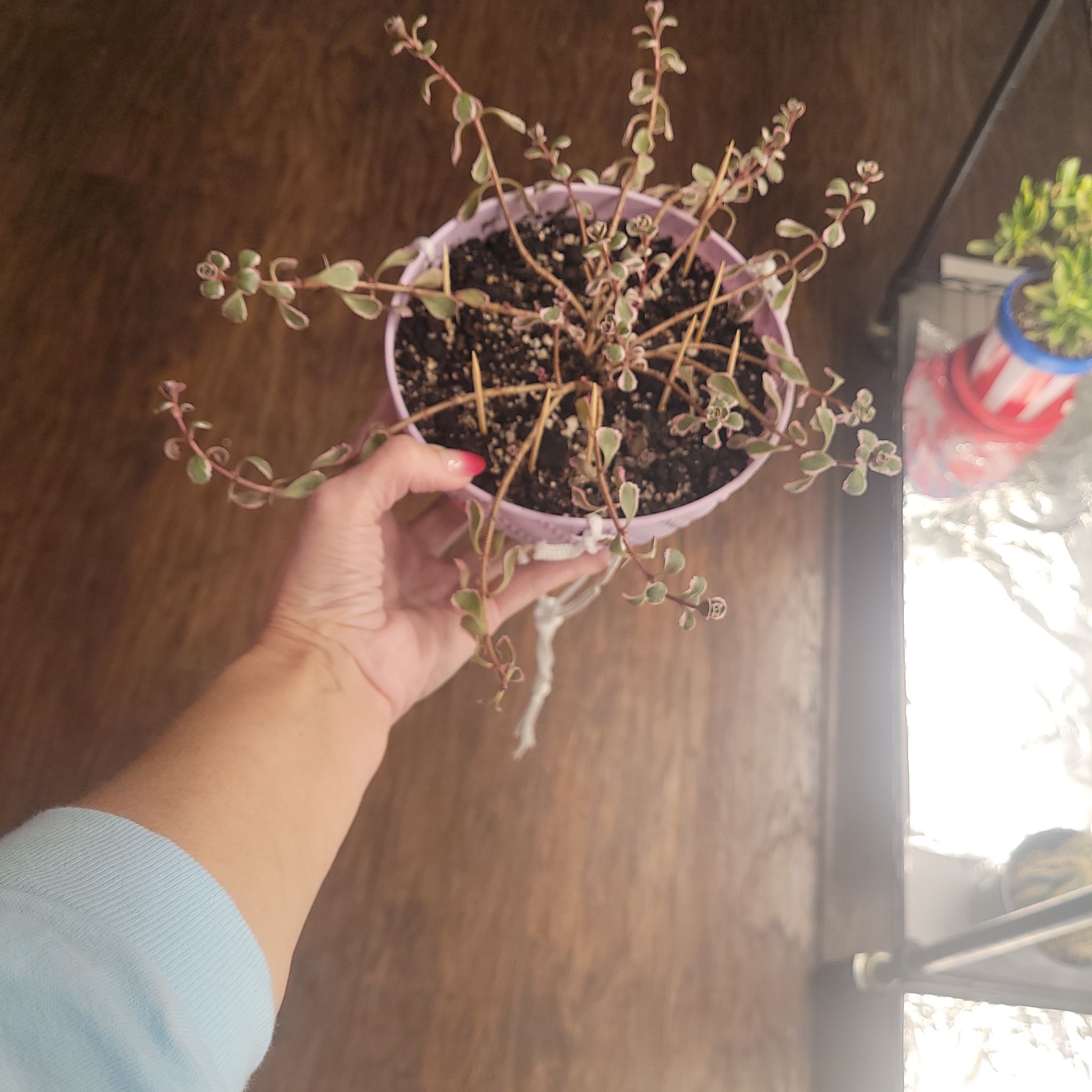 Photo of the plant species Caucasin stonecrop by @RichLionstail13 named Leonardo on Greg, the plant care app