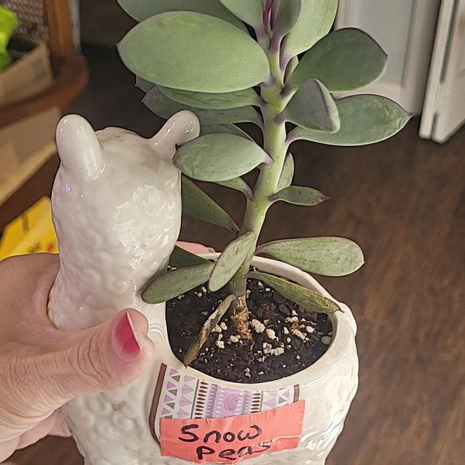 Photo of the plant species Snow Peas by @RichLionstail13 named Achilles on Greg, the plant care app