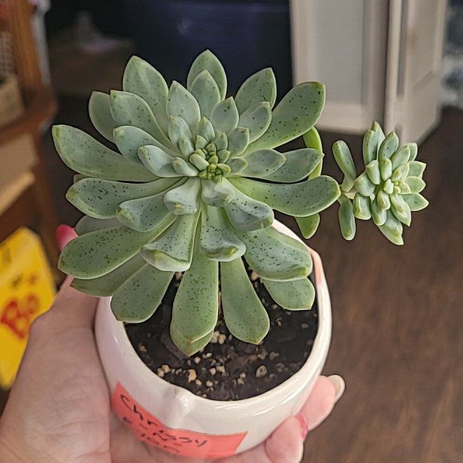 Photo of the plant species Crested Chrissy N Ryan by @RichLionstail13 named Duke on Greg, the plant care app