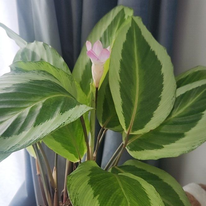Photo of the plant species Calathea Bicajoux® 'Cobra Pink' by @jensOasis named Keanu Leaves on Greg, the plant care app