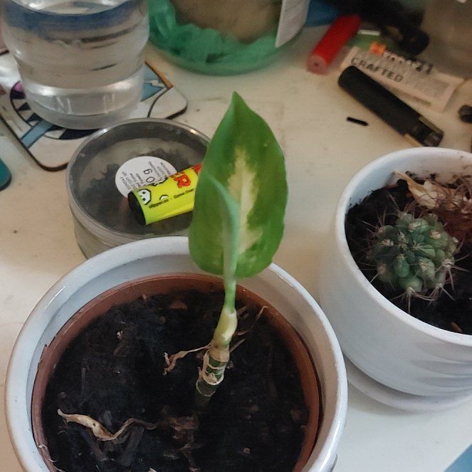 Photo of the plant species Dumb Cane by @CoolGardenphlox named Wall-E on Greg, the plant care app