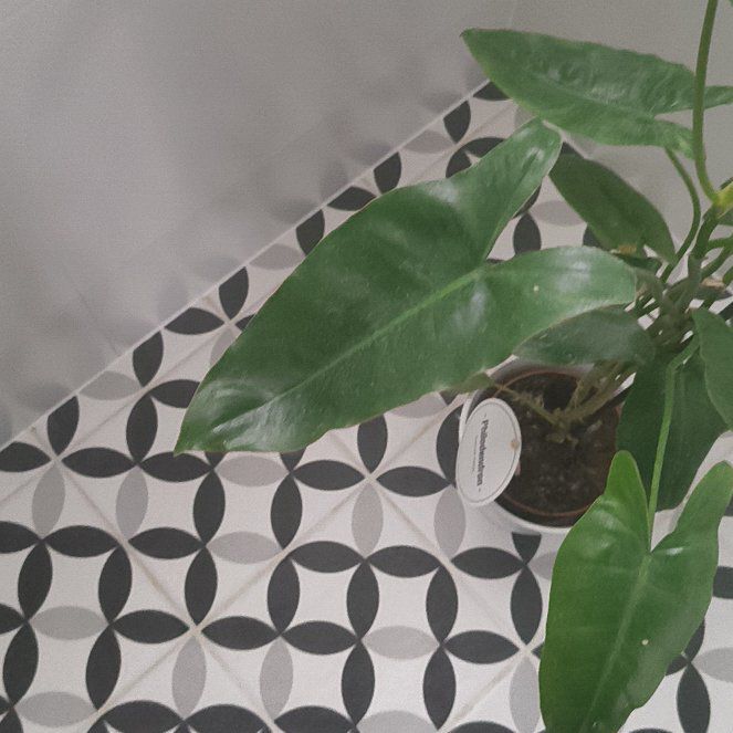 Photo of the plant species Philodendron Golden Dragon by @SpunkyCattleya named Rainier on Greg, the plant care app