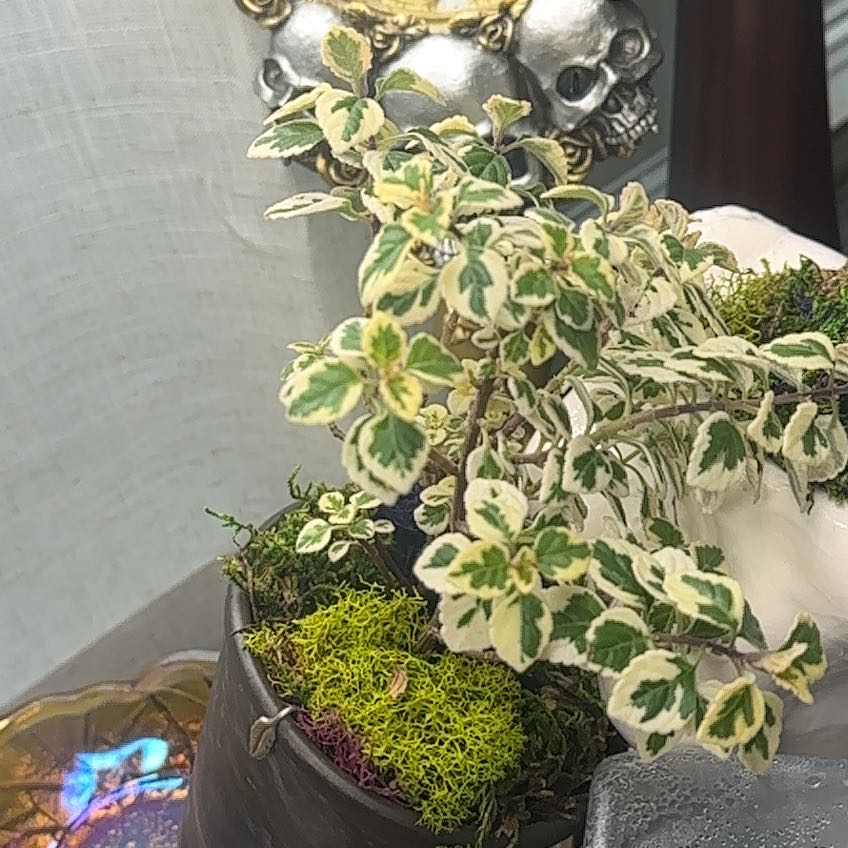 Photo of the plant species Candy Kisses Wild Sage by @DaintyOrchids named Figyonce on Greg, the plant care app