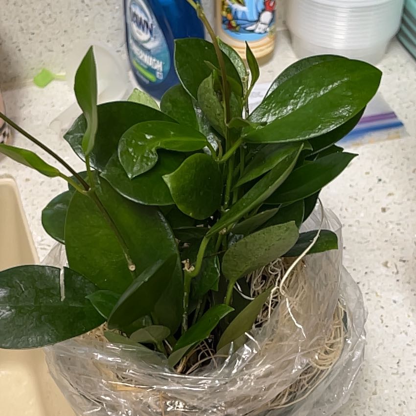 Photo of the plant species Hoya australis 'Keysii' by @EnormousTawa named Beyonce on Greg, the plant care app