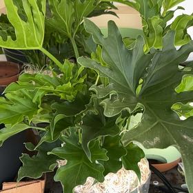 Photo of the plant species Philodendron Little Hope by @EnormousTawa named Gaga on Greg, the plant care app