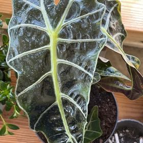 Photo of the plant species african mask by @EnormousTawa named Wall-E on Greg, the plant care app