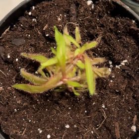Photo of the plant species Lance-leaved Sundew by @PoshScarletrata named Fernie Mac on Greg, the plant care app