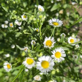 Photo of the plant species Annual Fleabane by @PoshScarletrata named Messi on Greg, the plant care app