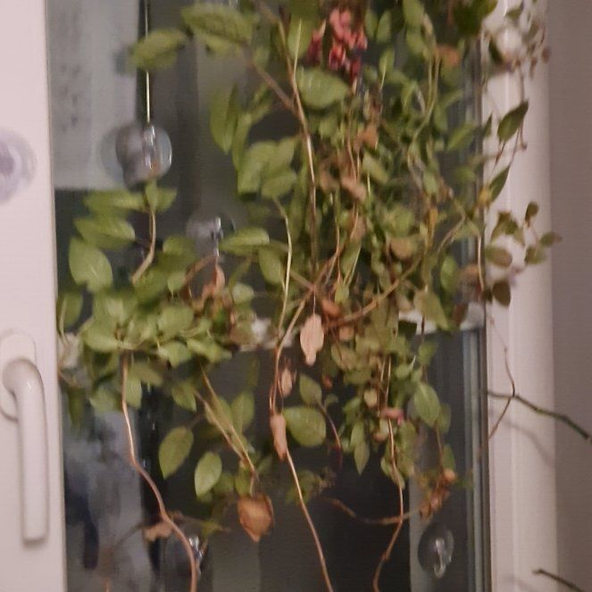 Photo of the plant species Fuchsia by @YiftLilacsage named GotDAMM on Greg, the plant care app