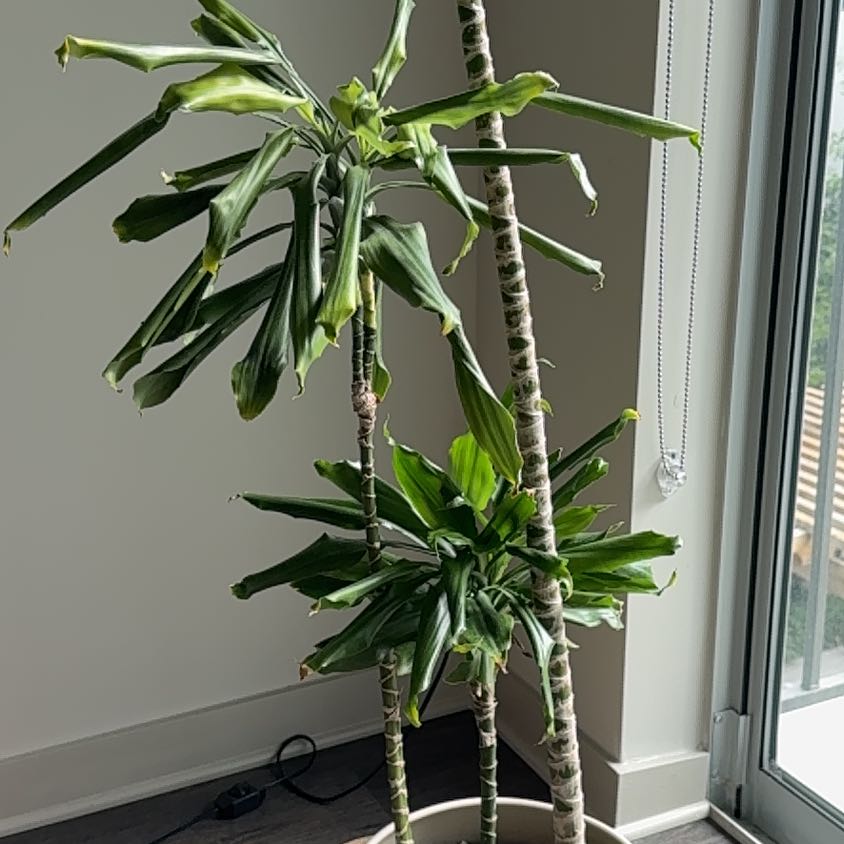 Photo of the plant species Dracaena 'Michiko' by @RootedSpicebush named Achilles on Greg, the plant care app