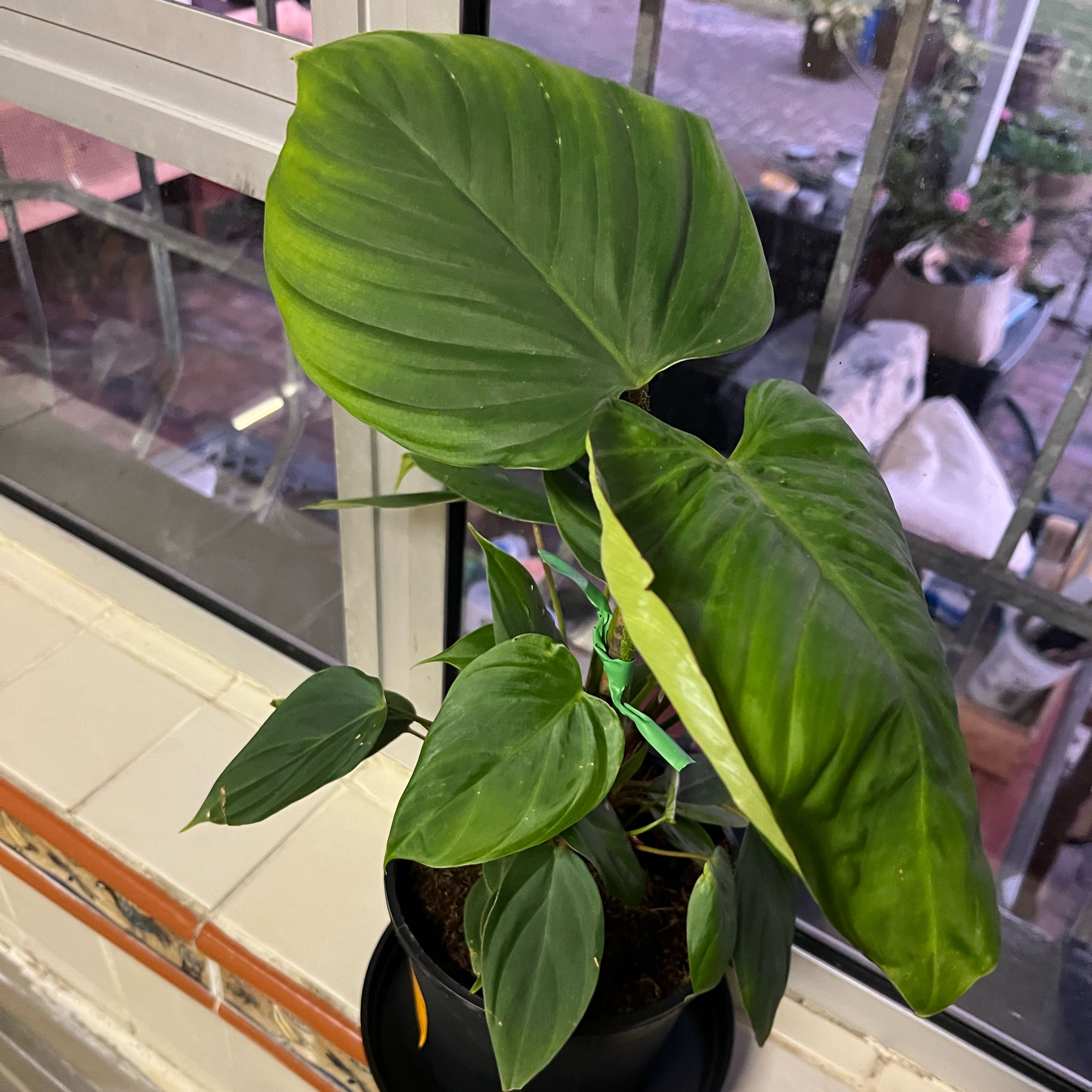Photo of the plant species Philodendron nangaritense by @ElegantOgreears named Marilyn on Greg, the plant care app