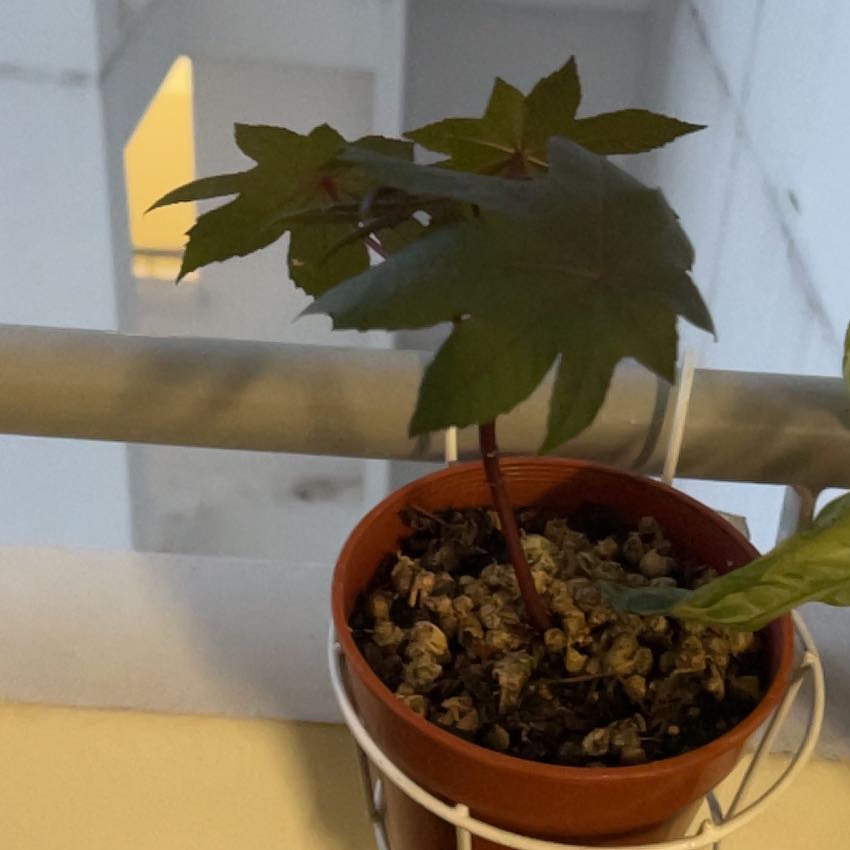 Photo of the plant species Purple Castor Oil Plant by @HotAlula73 named Clooney on Greg, the plant care app