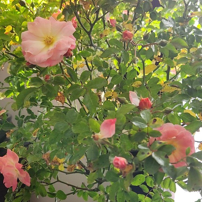 Photo of the plant species Peach Drift Rose by @CleanPileasugar named Captain Plant-it on Greg, the plant care app