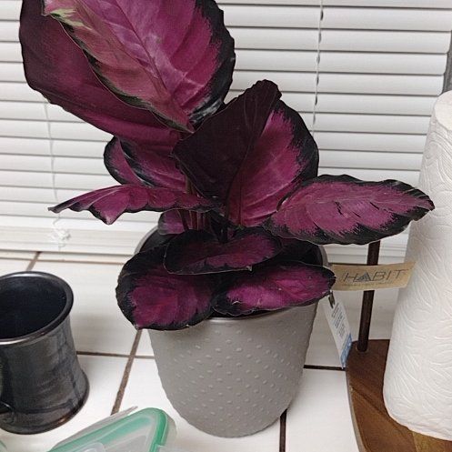 Photo of the plant species Calathea 'Crimson' by @JoysomeAnise35 named Queenie on Greg, the plant care app