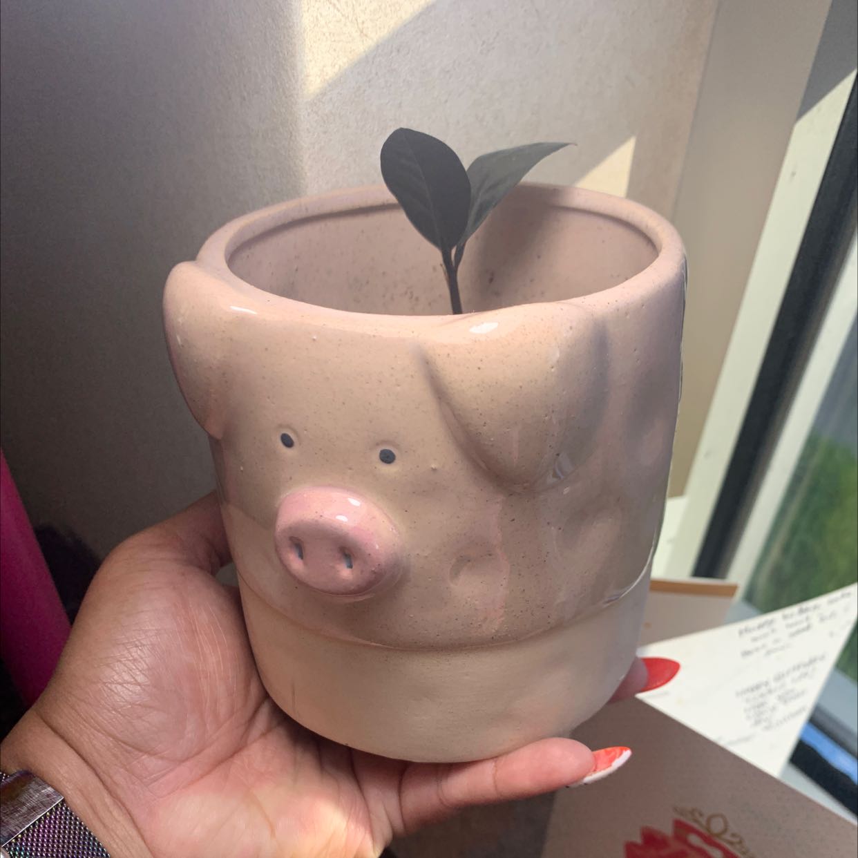 Raven ZZ Plant in a pig-shaped pot, held by a hand.