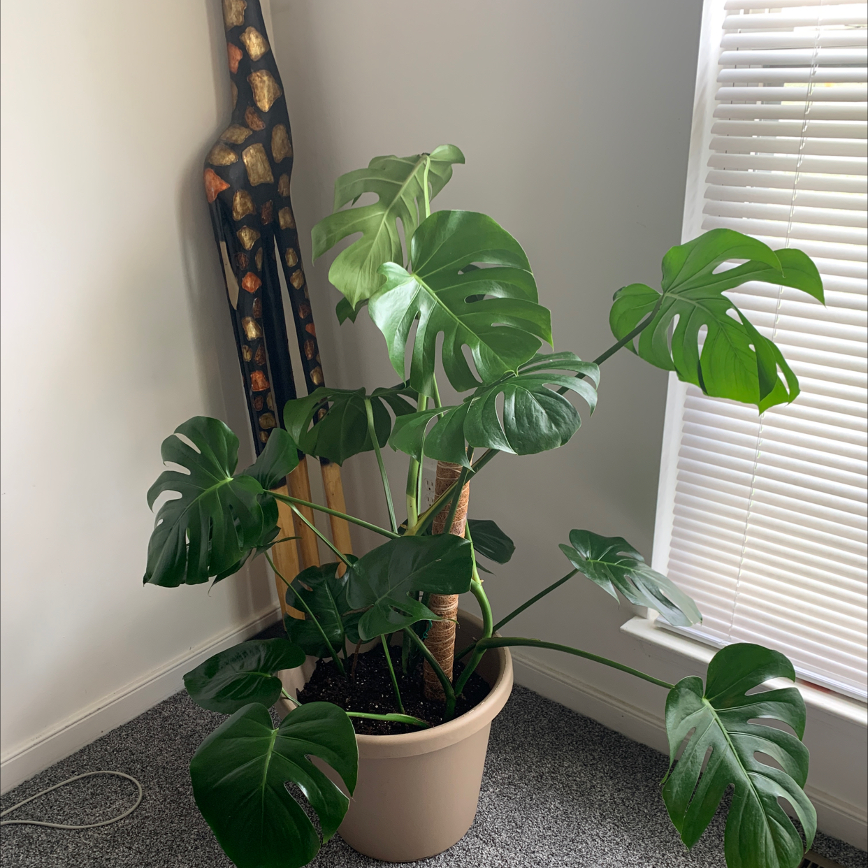 Monstera plant photo by @CookieLee911 named Monty on Greg, the plant care app.