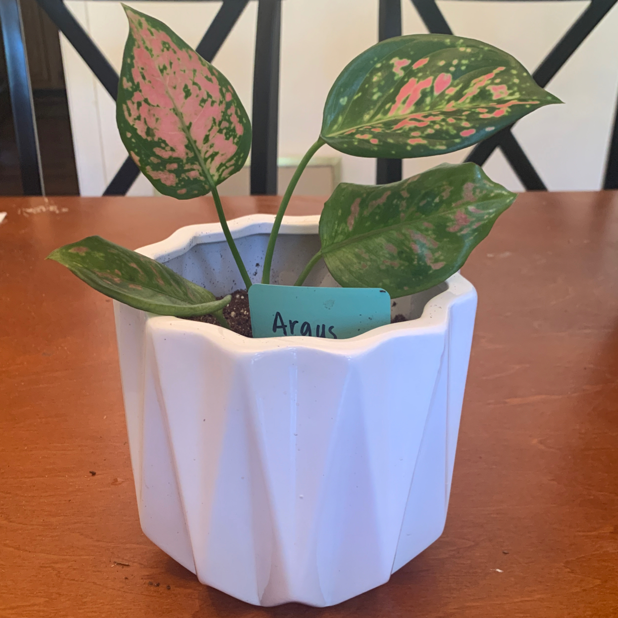 Pink Dalmatian Aglaonema plant in a white pot with green and pink variegated leaves.