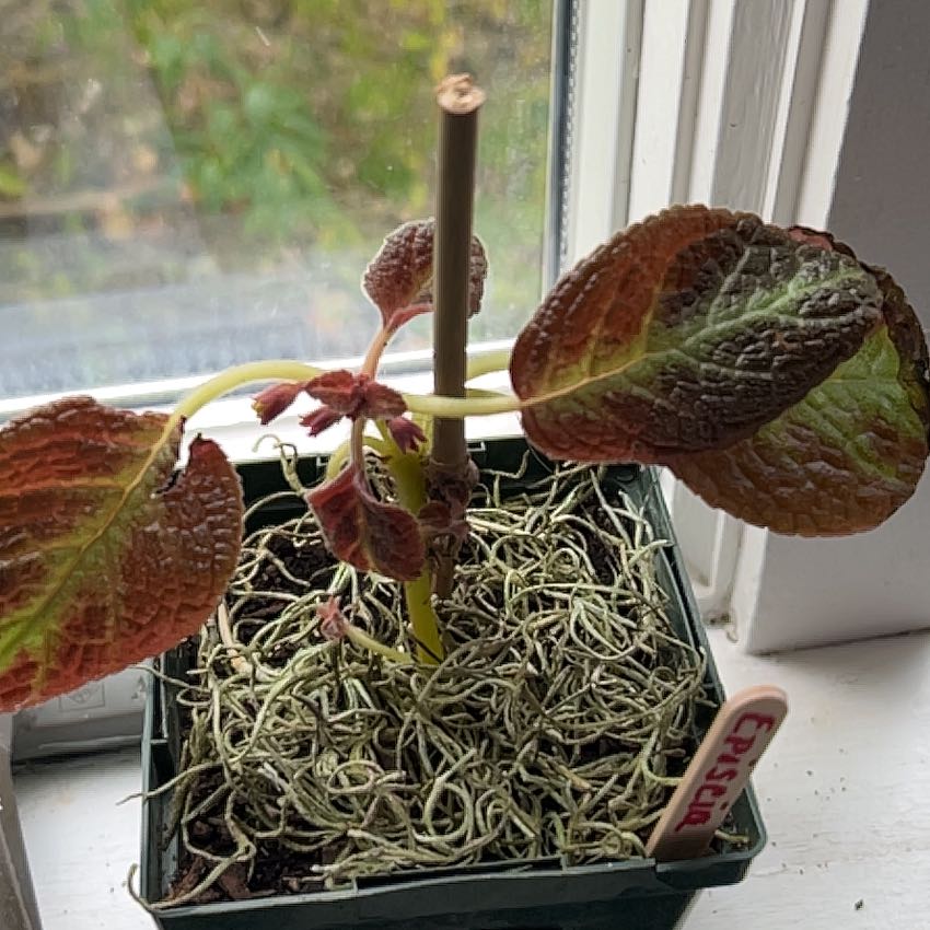 Photo of the plant species Episcia 'Pink Dreams' by @ProCherrylaurel named Foxxy on Greg, the plant care app