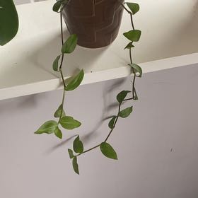 Photo of the plant species Tradescantia 'Aurea' by @KnightlyTreeivy named Keanu Leaves on Greg, the plant care app