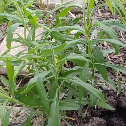 Photo of the plant species Daisy by @ReliableBogarum named Mochi on Greg, the plant care app