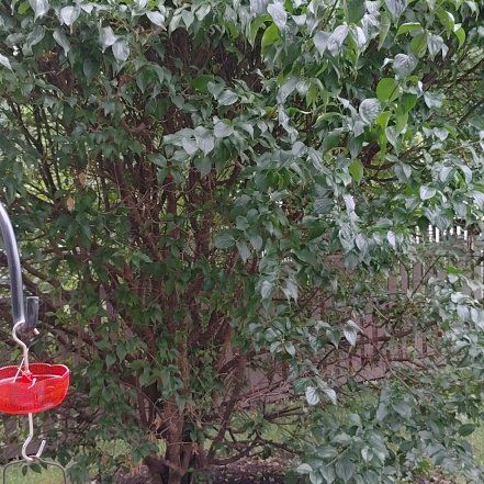 Photo of the plant species Glossy Privet by @ReliableBogarum named Scarlett on Greg, the plant care app