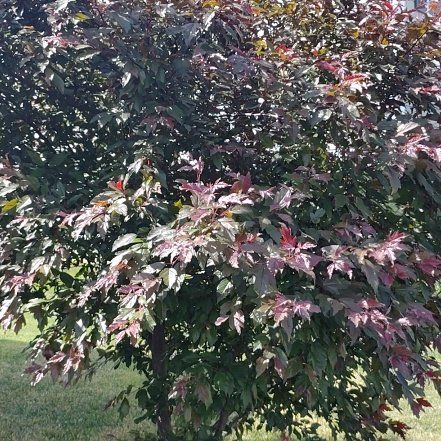 Photo of the plant species Chinese Fringe Flower by @ReliableBogarum named Huckleberry Fern on Greg, the plant care app
