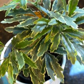 Photo of the plant species gold crest false aralia by @PalpableCowbane named Kylie on Greg, the plant care app