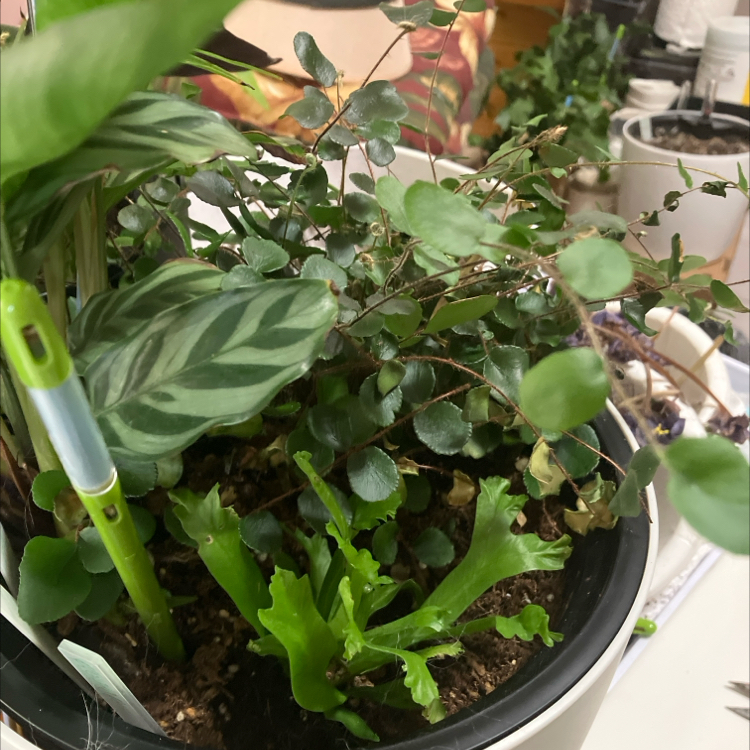Photo of the plant species Fishtail fern by @GnarlyMazeplant named Marley on Greg, the plant care app