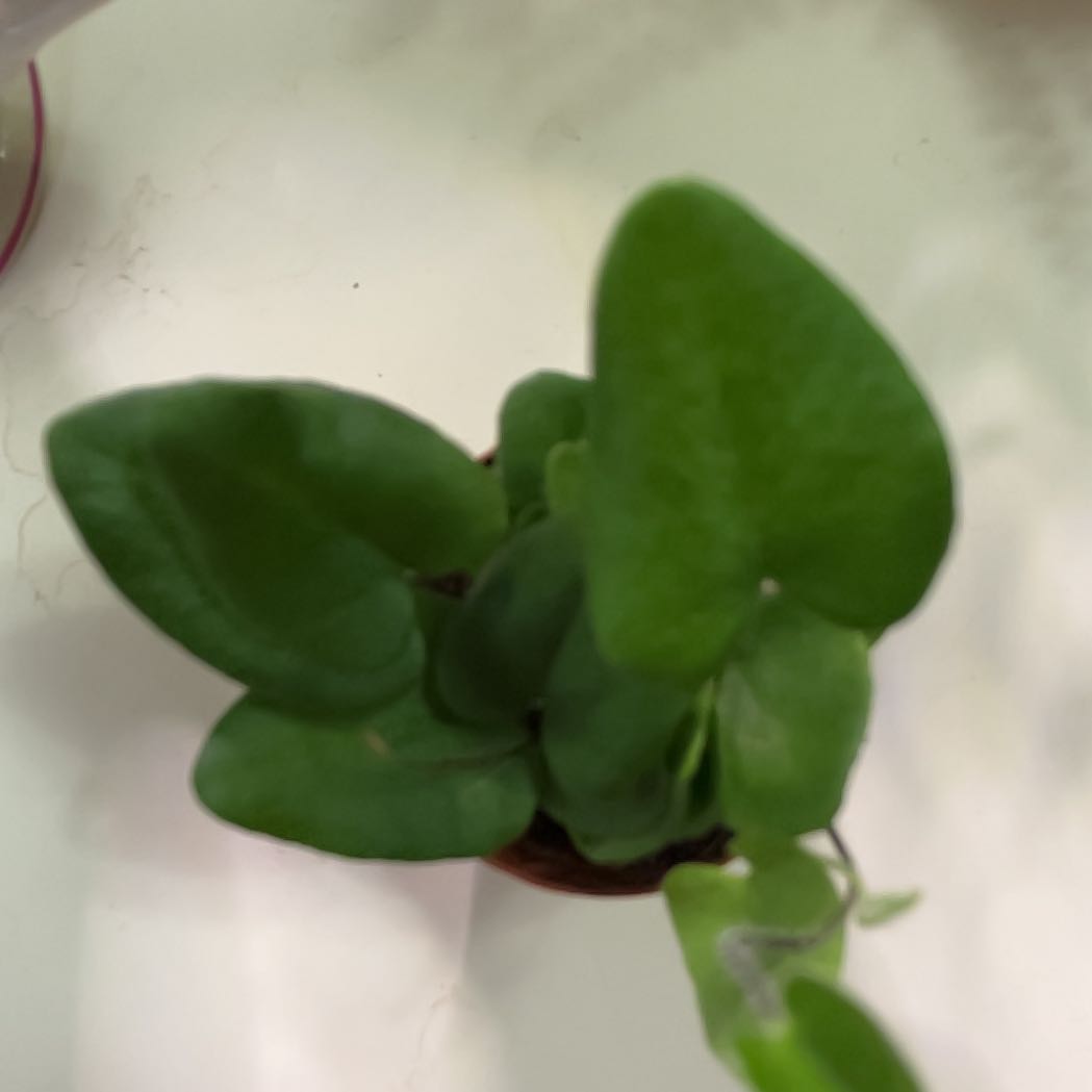 Photo of the plant species Heart Fern by @GnarlyMazeplant named Kobe on Greg, the plant care app