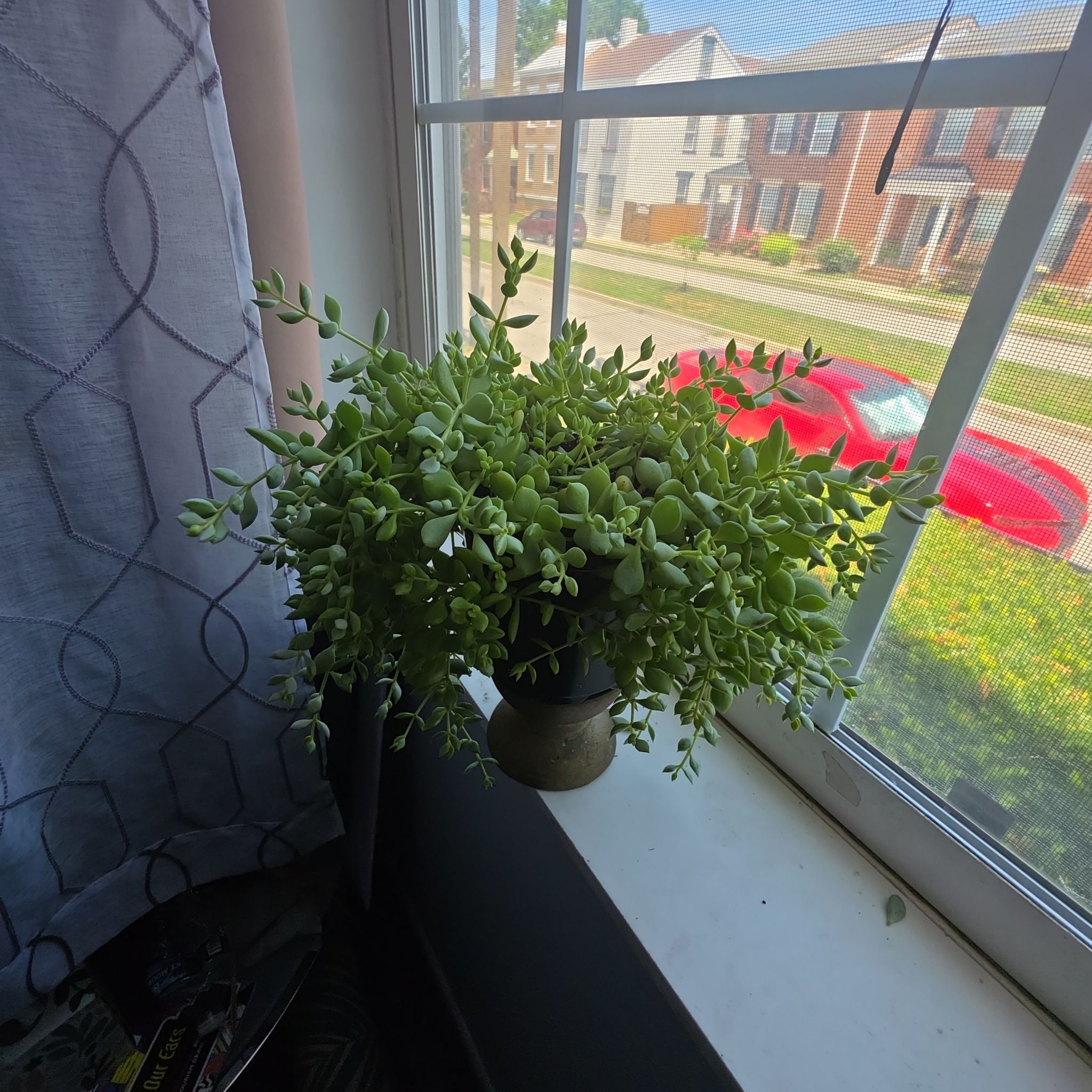 Photo of the plant species Cotyledon 'Album' by @AliveCoralberry named Fluff on Greg, the plant care app