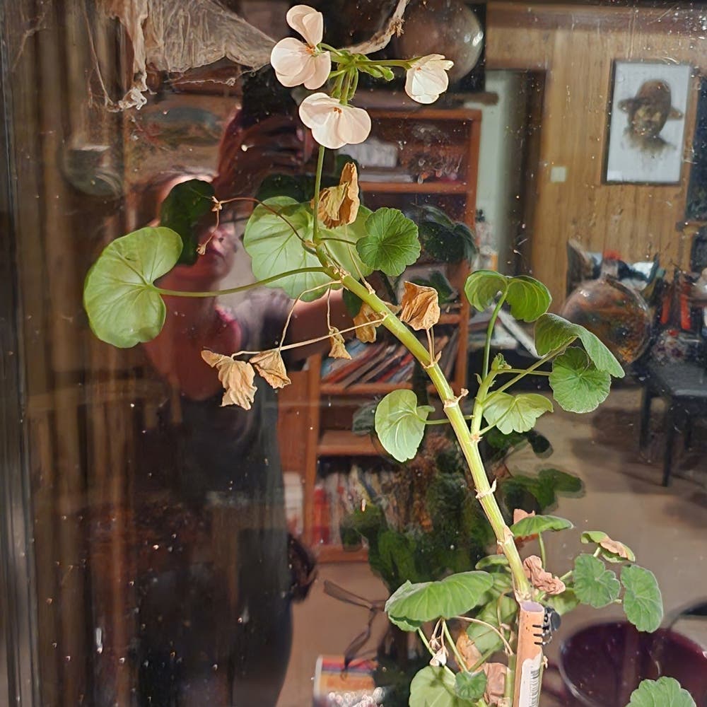 Pelargonium appendiculatum Plant Care: Water, Light Pelargonium appendiculatum Plant Care: Water, Light