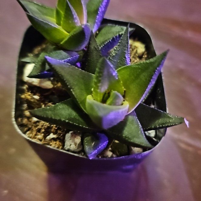 Photo of the plant species Pearl Plant by @CactusAdjacent named Spike Jr on Greg, the plant care app