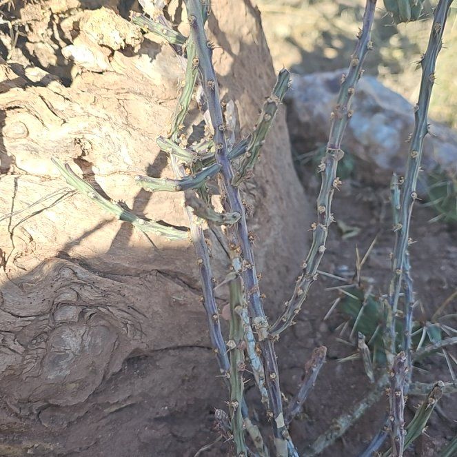 Photo of the plant species Desert Christmas Cactus by @CactusAdjacent named Flaca on Greg, the plant care app
